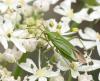 328056 – Photo : Pascale Guinchard – France (39)
